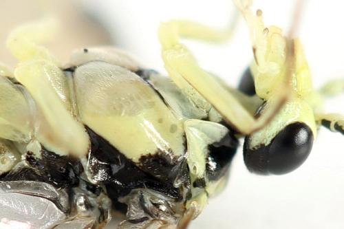 Réf. 355 764 : Pachyprotasis simulans