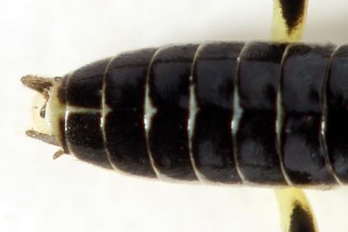Réf. 355 765 : Pachyprotasis simulans