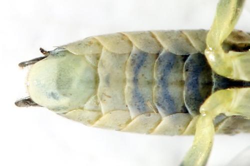 Réf. 355 766 : Pachyprotasis simulans