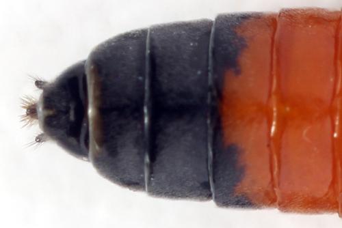 Réf. 355 866 : Dolerus timidus