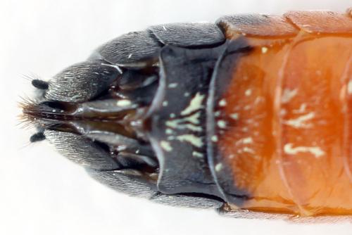 Réf. 355 867 : Dolerus timidus