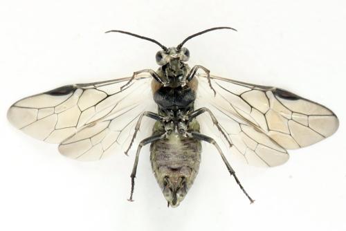 Réf. 355 618 : Euura toeniata