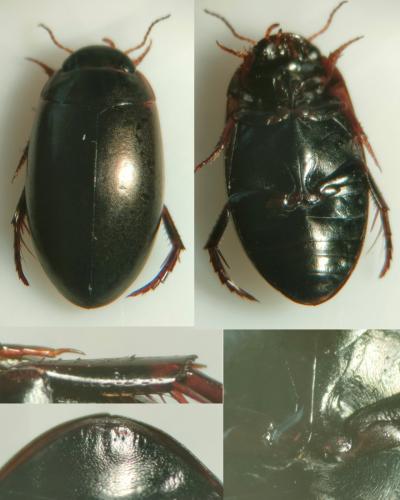 Ilybius montanus