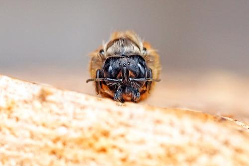 Réf. 355 794 : Osmia bicornis