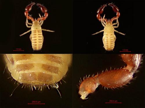 Dendrochernes cyrneus