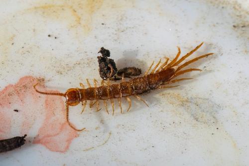 Lithobius sp.