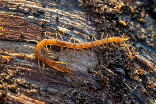 Cryptops sp.
