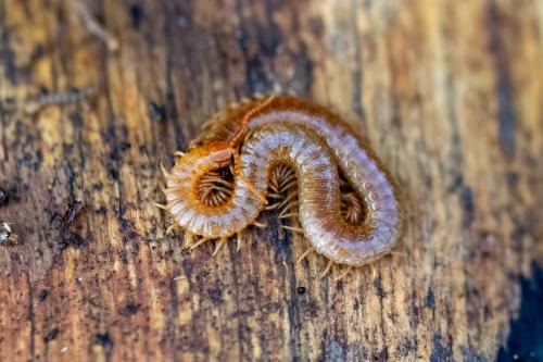 Geophilus carpophagus