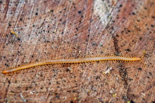 Geophilus carpophagus