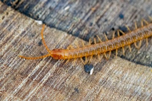 Geophilus carpophagus