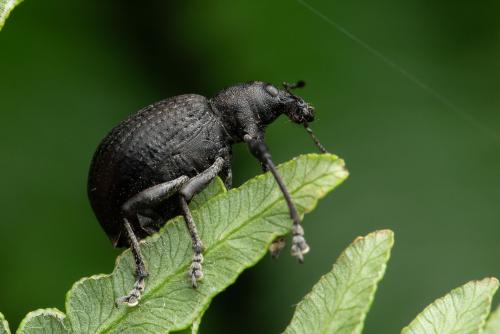 Réf. 355 014 : Liophloeus tessulatus