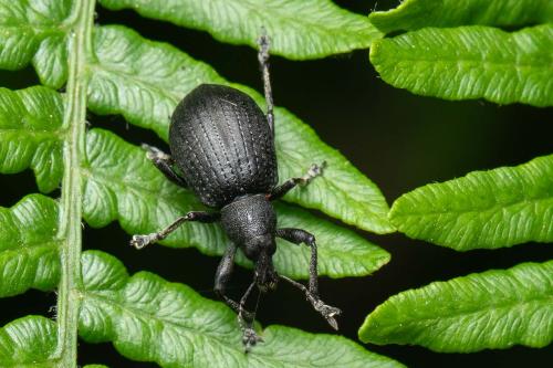 Réf. 355 013 : Liophloeus tessulatus
