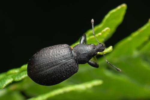 Réf. 355 015 : Liophloeus tessulatus