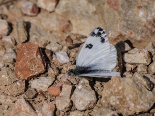 Réf. 355 055 : Pontia daplidice
