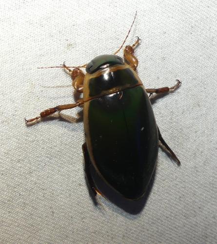 Réf. 355 338 : Dytiscus circumflexus