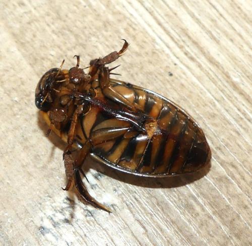 Réf. 355 339 : Dytiscus circumflexus