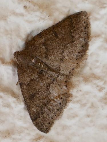 Aleucis distinctata