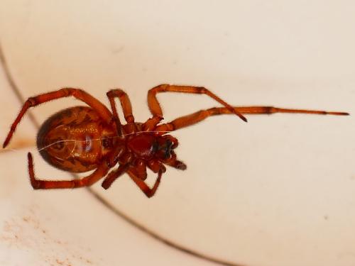 Réf. 355 046 : Steatoda nobilis