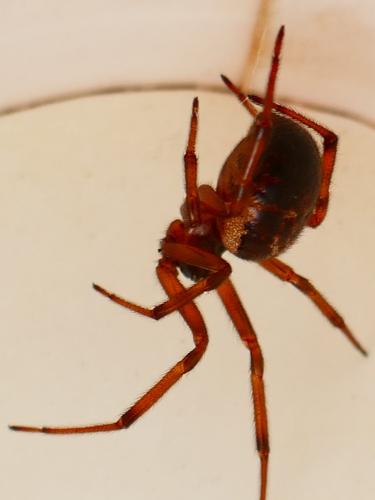Réf. 355 010 : Steatoda nobilis