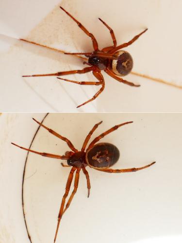Réf. 355 008 : Steatoda nobilis
