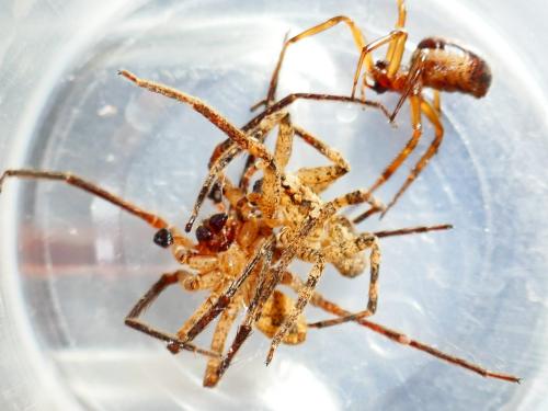 Réf. 355 012 : Zoropsis spinimana