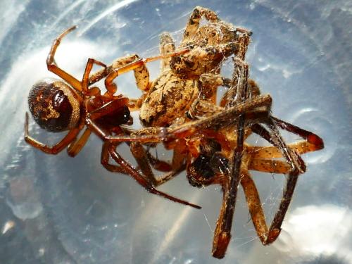 Réf. 355 047 : Steatoda nobilis
