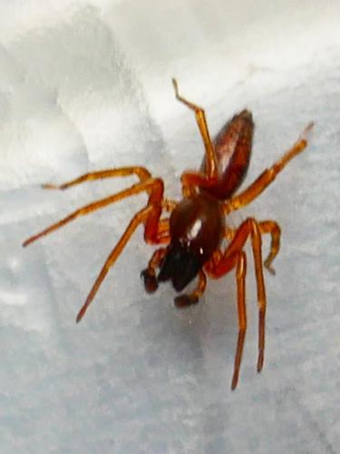 Clubiona comta