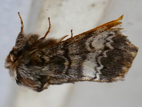 Drymonia ruficornis