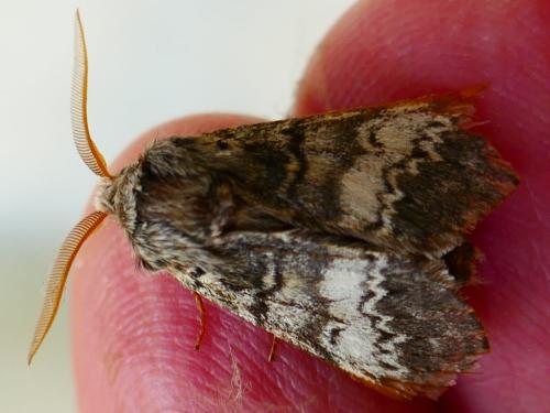 Drymonia ruficornis