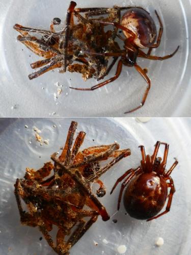 Réf. 355 048 : Steatoda nobilis