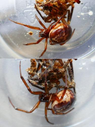 Réf. 355 049 : Steatoda nobilis