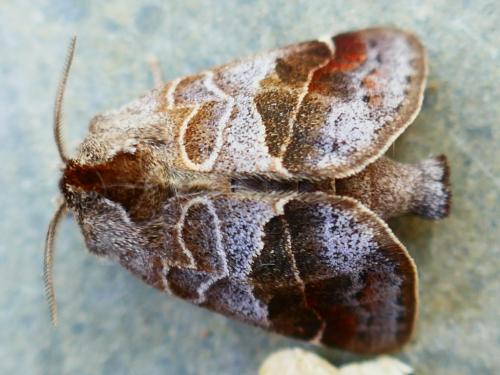 Réf. 355 175 : Clostera pigra