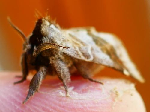 Réf. 355 176 : Clostera pigra