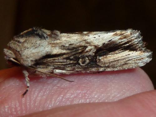 Egira conspicillaris
