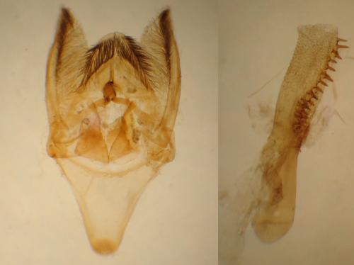 Réf. 355 243 : Phycitodes albatella