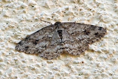 Ectropis crepuscularia
