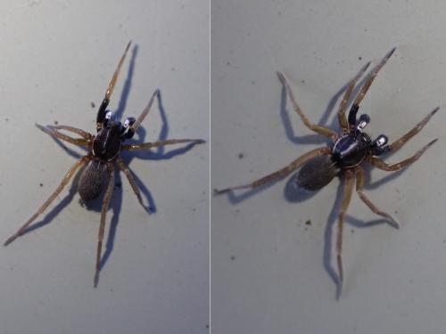 Réf. 355 565 : Aulonia albimana