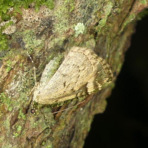 Réf. 355 222 : Chloroclysta siterata