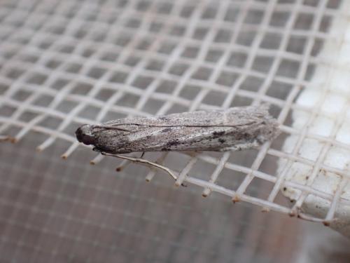 Phycitodes albatella