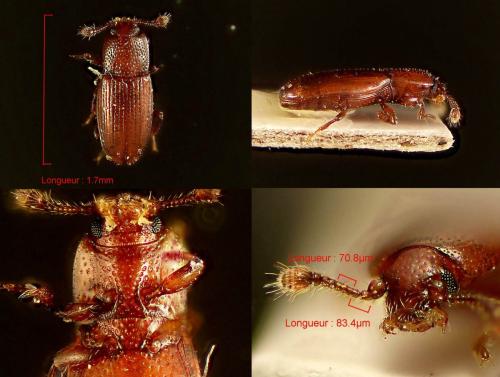 Cerylon ferrugineum