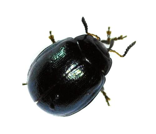 Plagiodera versicolora