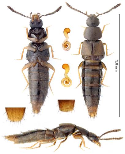 Acrotona pseudotenera