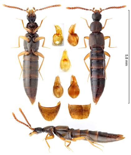 Réf. 355 300 : Callicerus rigidicornis
