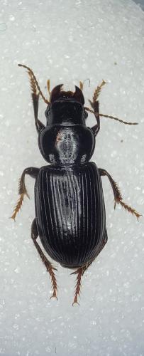Pangus scaritides