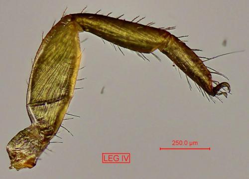 Réf. 355 822 : Dendrochernes cyrneus