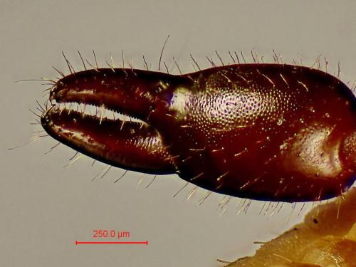 Dendrochernes cyrneus