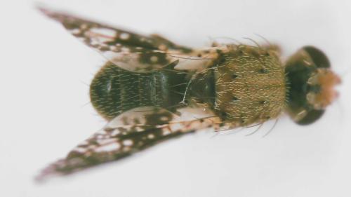 Réf. 355 235 : Tephritis formosa