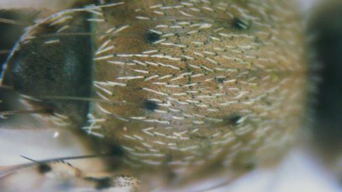Tephritis formosa