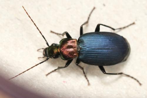 Chlaenius aeratus