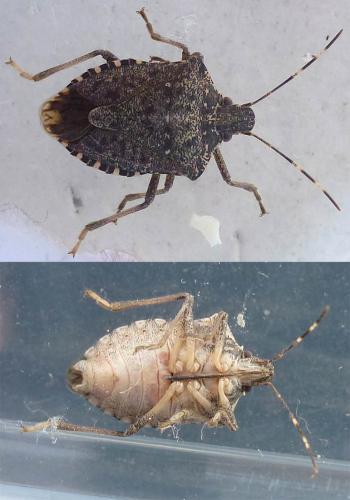 Réf. 355 091 : Halyomorpha halys